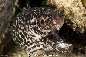 My, what big teeth you have by Robert Michaelson 